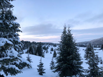 Pine trees on snow covered landscape against sky