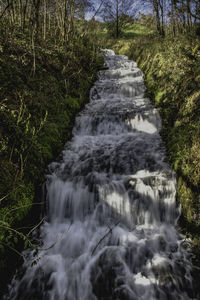 Scenic view of waterfall in forest