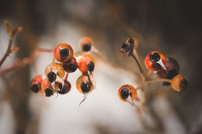 Close-up of seams of roses