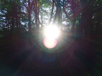 Sun shining through trees