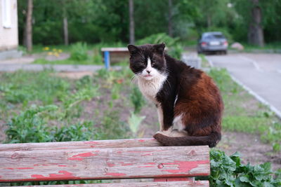 Cat sitting on bench