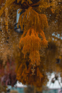Close-up of autumn leaves hanging from tree