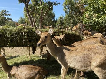 Donkey on field