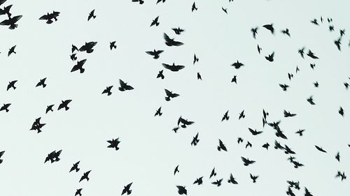 Low angle view of birds flying in sky