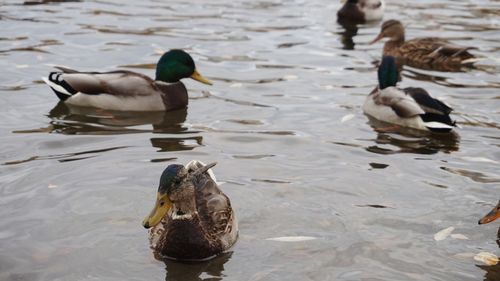 Ducks swimming in lake