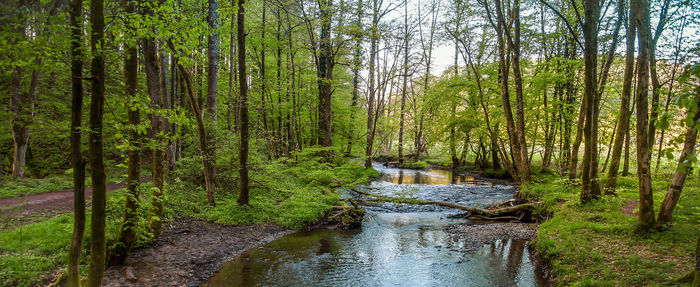 Stream flowing in forest