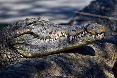 Close-up of lizard on rock