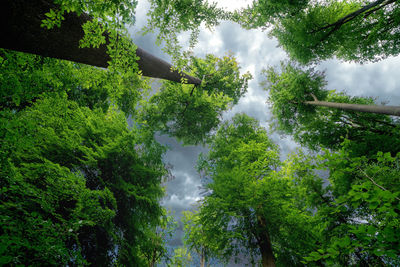 Low angle view of trees in forest against sky