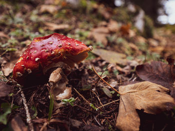 Close-up of mushroom growing on field