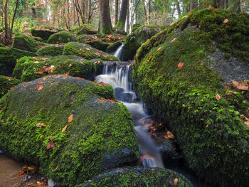 Scenic view of waterfall in forest