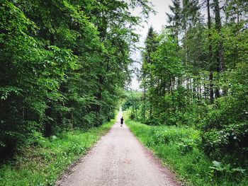 Rear view of people walking on footpath amidst trees in forest