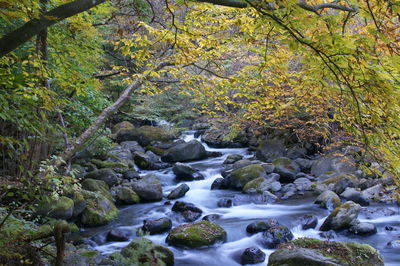 Stream flowing through rocks in forest