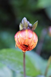 Close-up of red rose flower bud