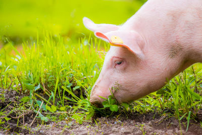 Close-up of pig grazing on grassy field