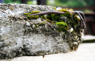 Close-up of moss growing on rock