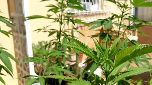 Close-up of fresh green plant