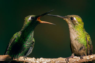 Close-up of birds perching