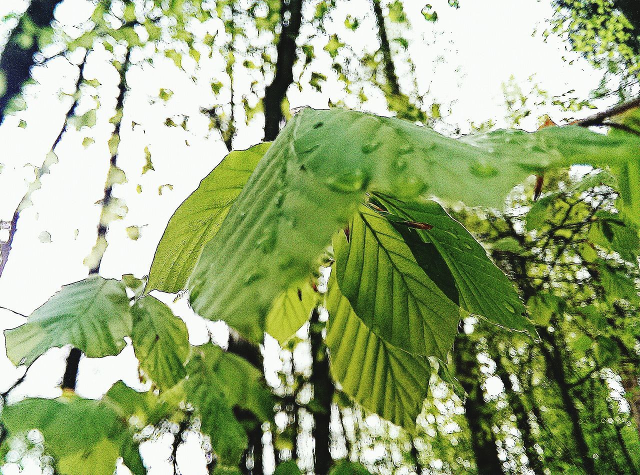 leaf, green color, growth, tree, nature, tranquility, beauty in nature, plant, branch, low angle view, tranquil scene, green, day, close-up, sunlight, outdoors, no people, lush foliage, leaf vein, scenics