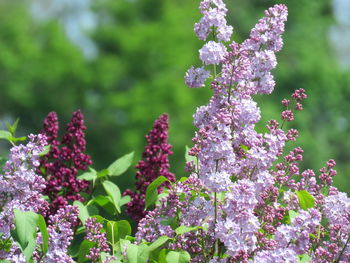 Close-up of pink flowering plants in park