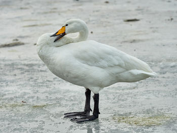 Whooper swan on ice, lake tjornin, reykjavik, iceland
