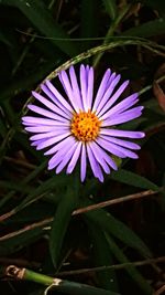 Close-up of purple daisy blooming outdoors