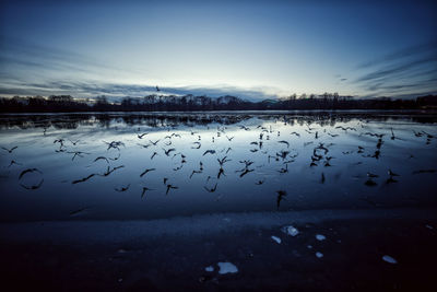 Birds flying over calm lake against sky
