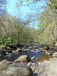 River flowing through forest