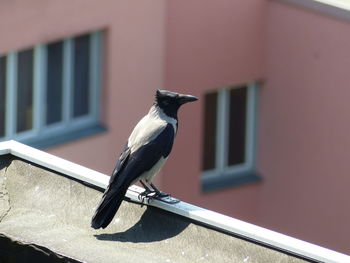 Close-up of bird perching on retaining wall