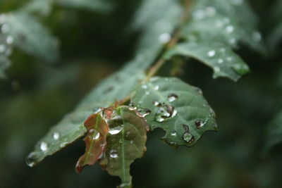 Close-up of raindrops on leaves during rainy season