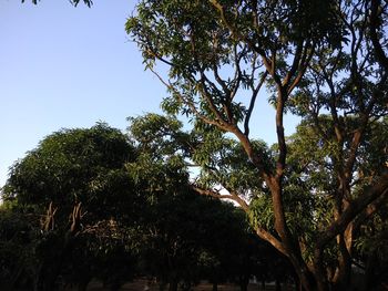 Low angle view of trees in forest against sky