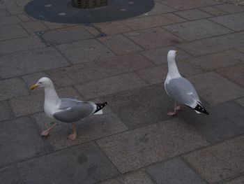 High angle view of seagull perching on water
