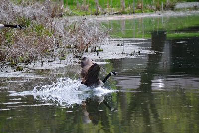 Ducks swimming in lake