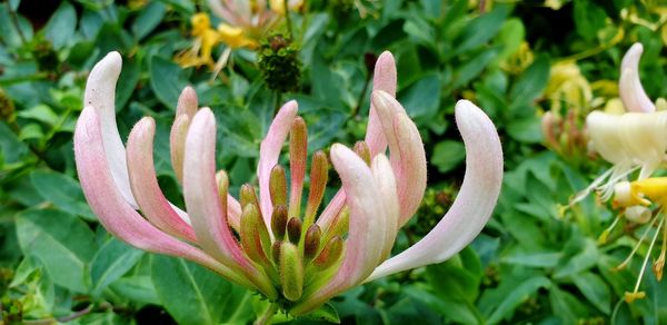 Close-up of succulent plant on field