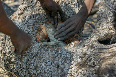 Close-up of man working on tree