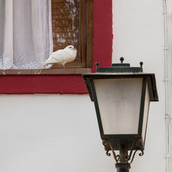 Bird perching on a wall