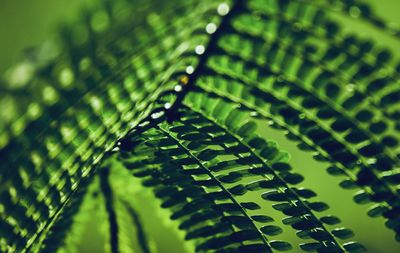 Detail shot of fern leaves