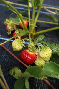 Close-up of fruits on plant