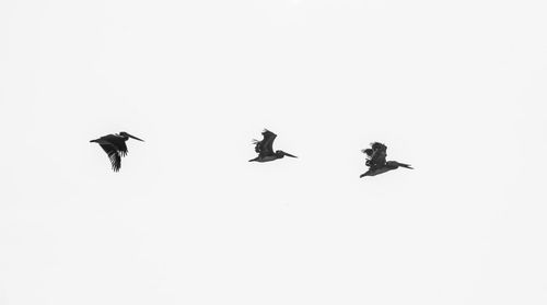 Birds flying over snow against clear sky