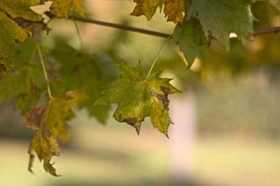 Close-up of maple leaf