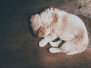 High angle view of puppy sleeping on floor