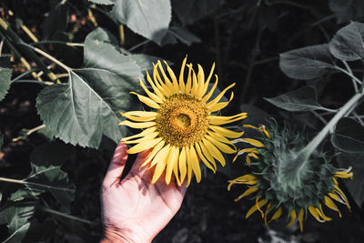 Close-up of hand holding sunflower