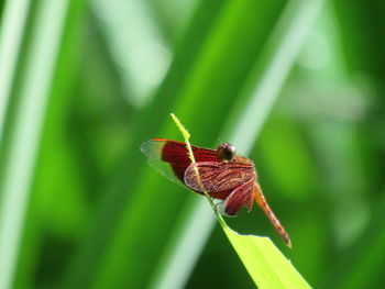 Close-up of insect on plant