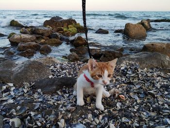 Cat lying on rock at sea shore