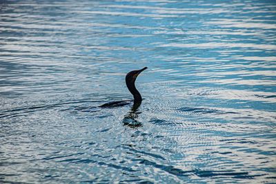 Bird swimming in sea