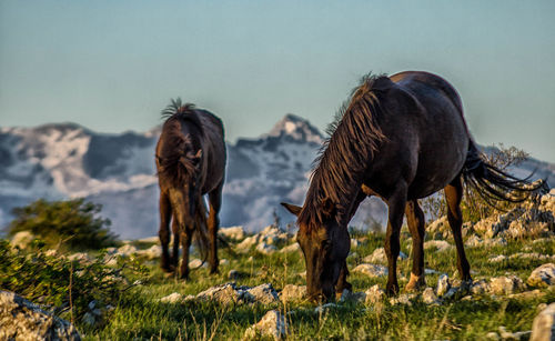 Horses grazing in a field