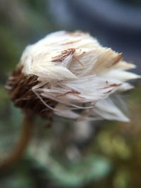 Close-up of flower against blurred background