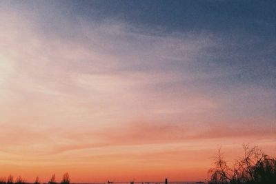 Silhouette of trees at sunset