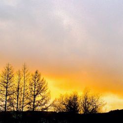 Silhouette trees against sky during sunset