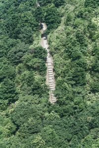 High angle view of footpath amidst trees in forest