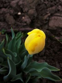 Close-up of yellow flower